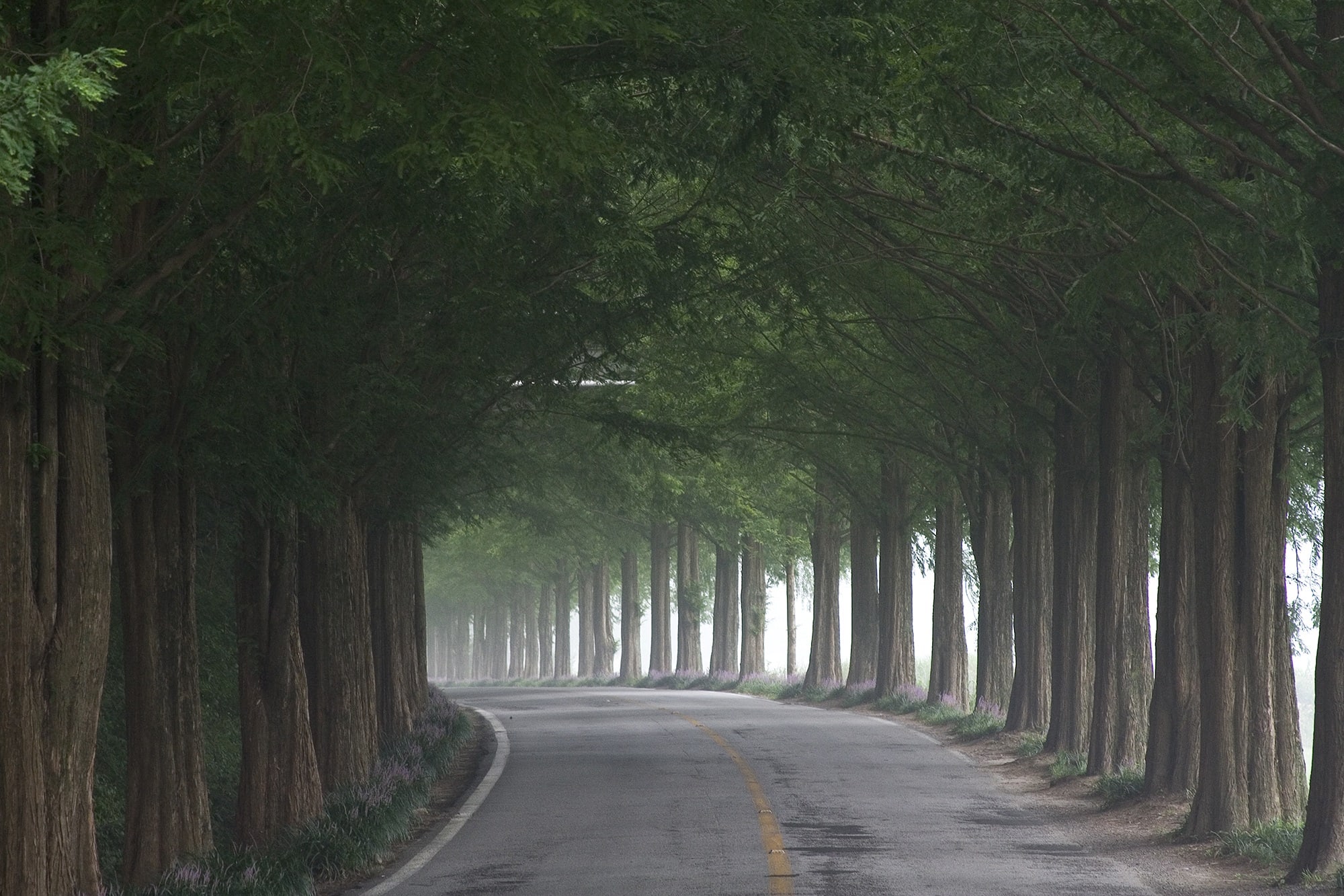 Carretera entre árboles